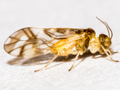 Graphopsocus cruciatus